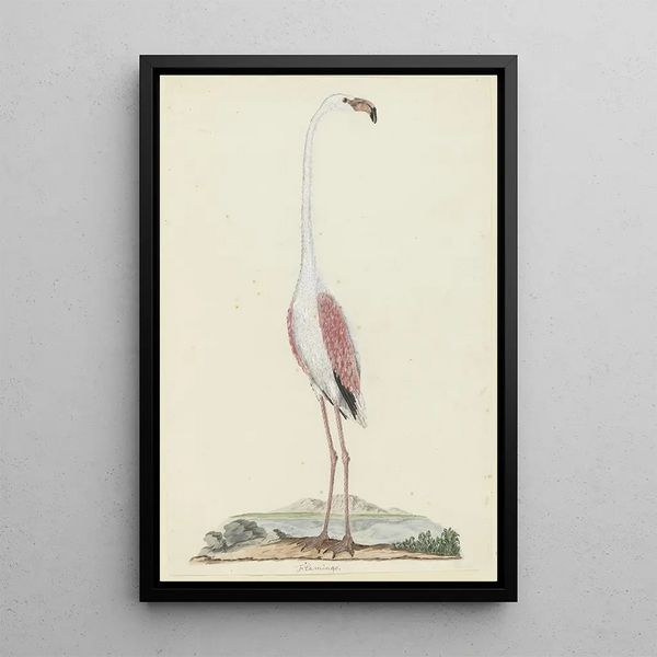 Phoenicopterus ruber roseus Flamingo rosa - Robert Jacob Gordon — gerahmtes Bild an der Wand