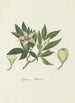 Rothmannia capensis Thunb anciennement gardenia capensis Druce Gardenia sauvage ou Rothmannia commun - Robert Jacob Gordon — Ansicht des Kunstwerks