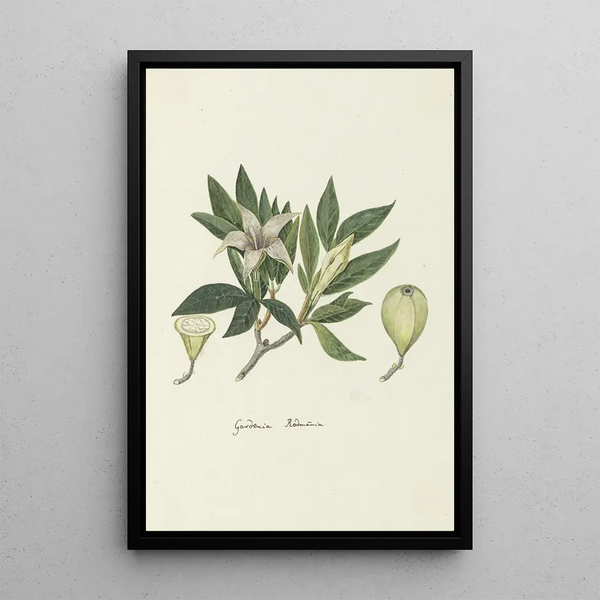 Rothmannia capensis Thunb anciennement gardenia capensis Druce Gardenia sauvage ou Rothmannia commun - Robert Jacob Gordon — gerahmtes Bild an der Wand