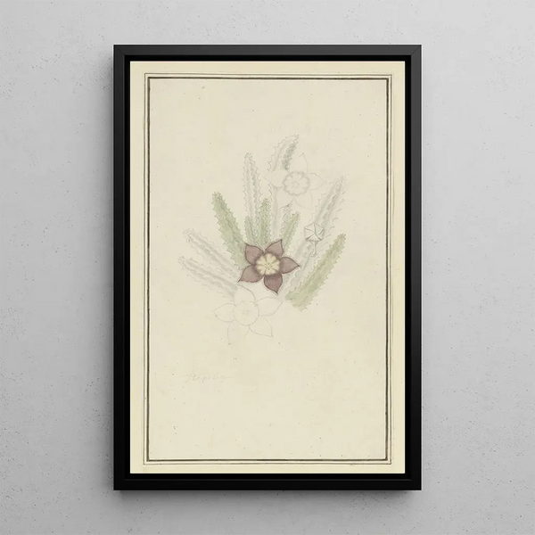 Stapelia hirsute L Sternfischblume - Robert Jacob Gordon — gerahmtes Bild an der Wand