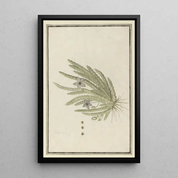 Stapelia paniculata Willd Kleine Sternfischblume - Robert Jacob Gordon — gerahmtes Bild an der Wand