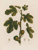 Ficus Le Figuier - Robert John Thornton — Ansicht des Kunstwerks