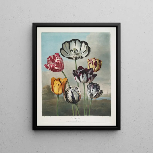 Ein Tulpenhaufen - Robert John Thornton — gerahmtes Bild an der Wand