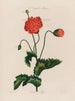 Ein Monster-Gemüsegarten Poppy - Robert John Thornton — Ansicht des Kunstwerks