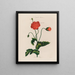 Ein Monster-Gemüsegarten Poppy - Robert John Thornton — gerahmtes Bild an der Wand