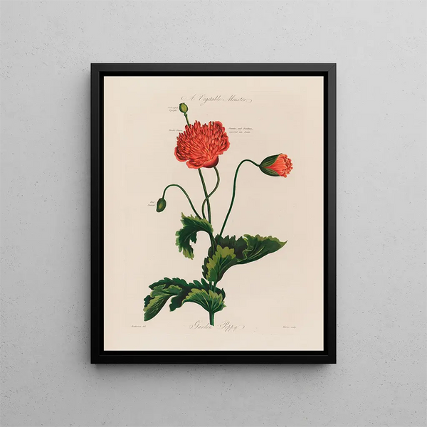 Ein Monster-Gemüsegarten Poppy - Robert John Thornton — gerahmtes Bild an der Wand
