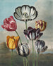 eines Tulpen-Arrangements (Kasuskonflikt) - Robert John Thornton — Ansicht des Kunstwerks
