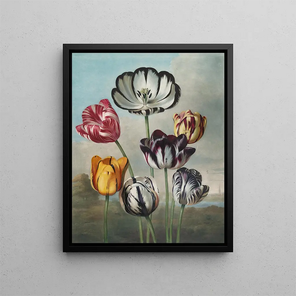 eines Tulpen-Arrangements (Kasuskonflikt) - Robert John Thornton — gerahmtes Bild an der Wand