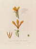 Anatomie des Canna glauca oder gelben indischen Schilfs - Robert John Thornton — Ansicht des Kunstwerks