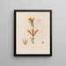 Anatomie des Canna glauca oder gelben indischen Schilfs - Robert John Thornton — gerahmtes Bild an der Wand