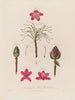 Anatomie des pontischen Rhododendrons - Robert John Thornton — Ansicht des Kunstwerks