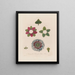 Anatomie der quadrangulären Passionsblume - Robert John Thornton — gerahmtes Bild an der Wand