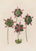 Anatomie der Sarracenia oder Urnenpflanze - Robert John Thornton — Ansicht des Kunstwerks