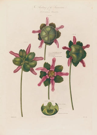 Robert John Thornton - Anatomy of the Sarracenia or Pitcher Plant.webp