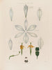 Anatomie des weißen Lilies - Robert John Thornton — Ansicht des Kunstwerks