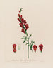 Antirrhinum majus ou grande gueule de loup - Robert John Thornton — Ansicht des Kunstwerks