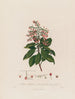 Arbutus andrachne ou arbousier oriental - Robert John Thornton — Ansicht des Kunstwerks