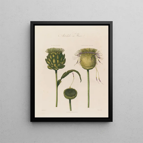 Artischocke in Blüte - Robert John Thornton — gerahmtes Bild an der Wand