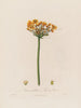 Butomus umbellatus ou Jonc à fleurs - Robert John Thornton — Ansicht des Kunstwerks