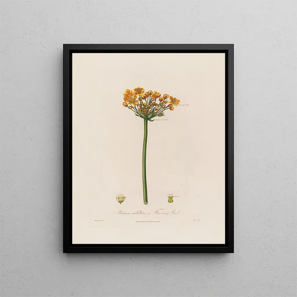 Robert John Thornton - Butomus umbellatus or Flowering Rush.webp