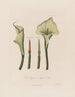 Calla äthiopische oder Calla afrikanische - Robert John Thornton — Ansicht des Kunstwerks