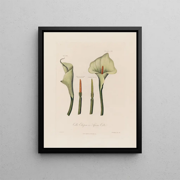 Calla äthiopische oder Calla afrikanische - Robert John Thornton — gerahmtes Bild an der Wand