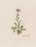 Cardamine pratensis oder Wiesen-Kresse - Robert John Thornton — Ansicht des Kunstwerks