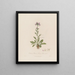 Cardamine pratensis oder Wiesen-Kresse - Robert John Thornton — gerahmtes Bild an der Wand