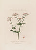 Chaerophyllum Sylvestre ou Cerfeuil sauvage - Robert John Thornton — Ansicht des Kunstwerks