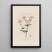 Chaerophyllum Sylvestre ou Cerfeuil sauvage - Robert John Thornton — gerahmtes Bild an der Wand