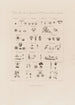 Klassen des sexuell Systems des Botanischen Gartens des Dr. Darwin - Robert John Thornton — Ansicht des Kunstwerks