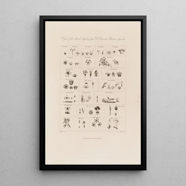 Klassen des sexuell Systems des Botanischen Gartens des Dr. Darwin - Robert John Thornton — gerahmtes Bild an der Wand