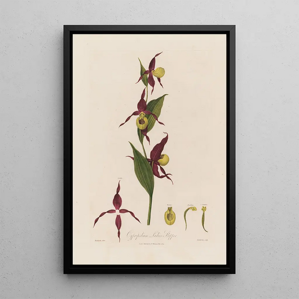 Cypripedium Sabot de Vénus - Robert John Thornton — gerahmtes Bild an der Wand