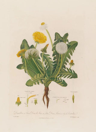 Robert John Thornton - Dandelion in French Dens de Lion in Latin Dens Leonis in Greek Leontoden.webp