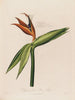 Dissection de la fleur reine - Robert John Thornton — Ansicht des Kunstwerks