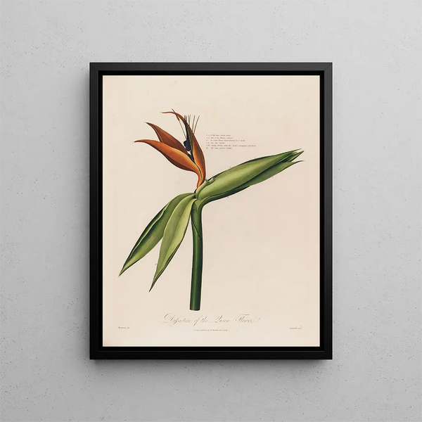 Dissection de la fleur reine - Robert John Thornton — gerahmtes Bild an der Wand