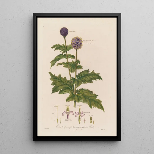 Echinops sphaerocephalus oder Kugeldistel azurblau - Robert John Thornton — gerahmtes Bild an der Wand