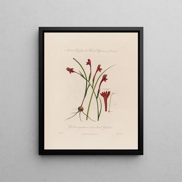 Glaïeul à feuilles étroites ou à Feuilles étroites - Robert John Thornton — gerahmtes Bild an der Wand