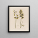 Ixia vert Ixia vert spectaculaire ou Tacheté - Robert John Thornton — gerahmtes Bild an der Wand