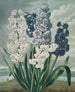 Jacinthes - Robert John Thornton — Ansicht des Kunstwerks