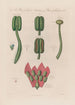 Hyoscyamus et Mézéréon - Robert John Thornton — Ansicht des Kunstwerks