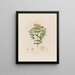 Hypericum perforatum ou Millepertuis perforé - Robert John Thornton — gerahmtes Bild an der Wand