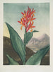 Roseau indien - Robert John Thornton — Ansicht des Kunstwerks