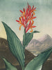 Roseau indien (conflit de cas) - Robert John Thornton — Ansicht des Kunstwerks