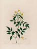 Jasminum le Jasmin - Robert John Thornton — Ansicht des Kunstwerks