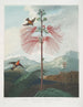 Pflanze empfindlich auf große Blumen - Robert John Thornton — Ansicht des Kunstwerks