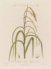 Männliche und weibliche Blumen auf derselben Pflanze Carex pendula oder carex pendule - Robert John Thornton — Ansicht des Kunstwerks