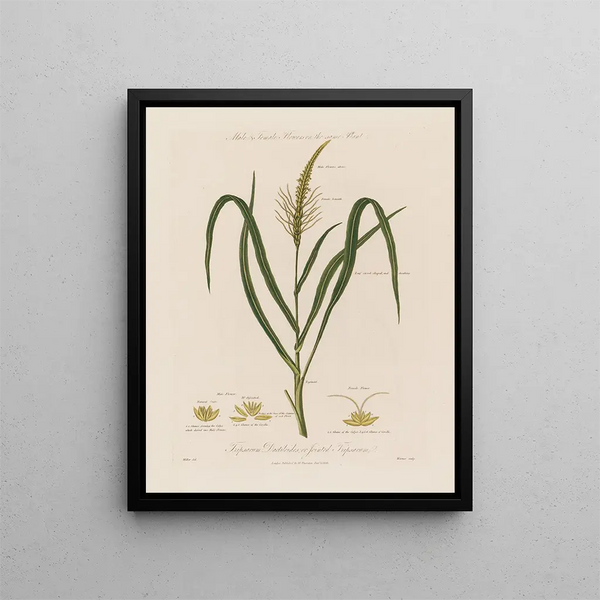 Robert John Thornton - Male Female Flowers on the same Plant Tripsacum Dactiloides or Jointed Tripsacum.webp