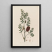 Melaleuca ericifolia ou Mélaleuca à feuilles de bruyère - Robert John Thornton — gerahmtes Bild an der Wand