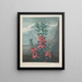 Kalmia à feuilles étroites - Robert John Thornton — gerahmtes Bild an der Wand